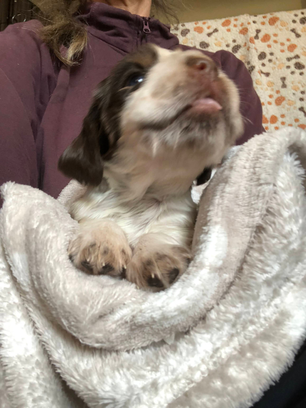 Daisy (Blushing Daisy)