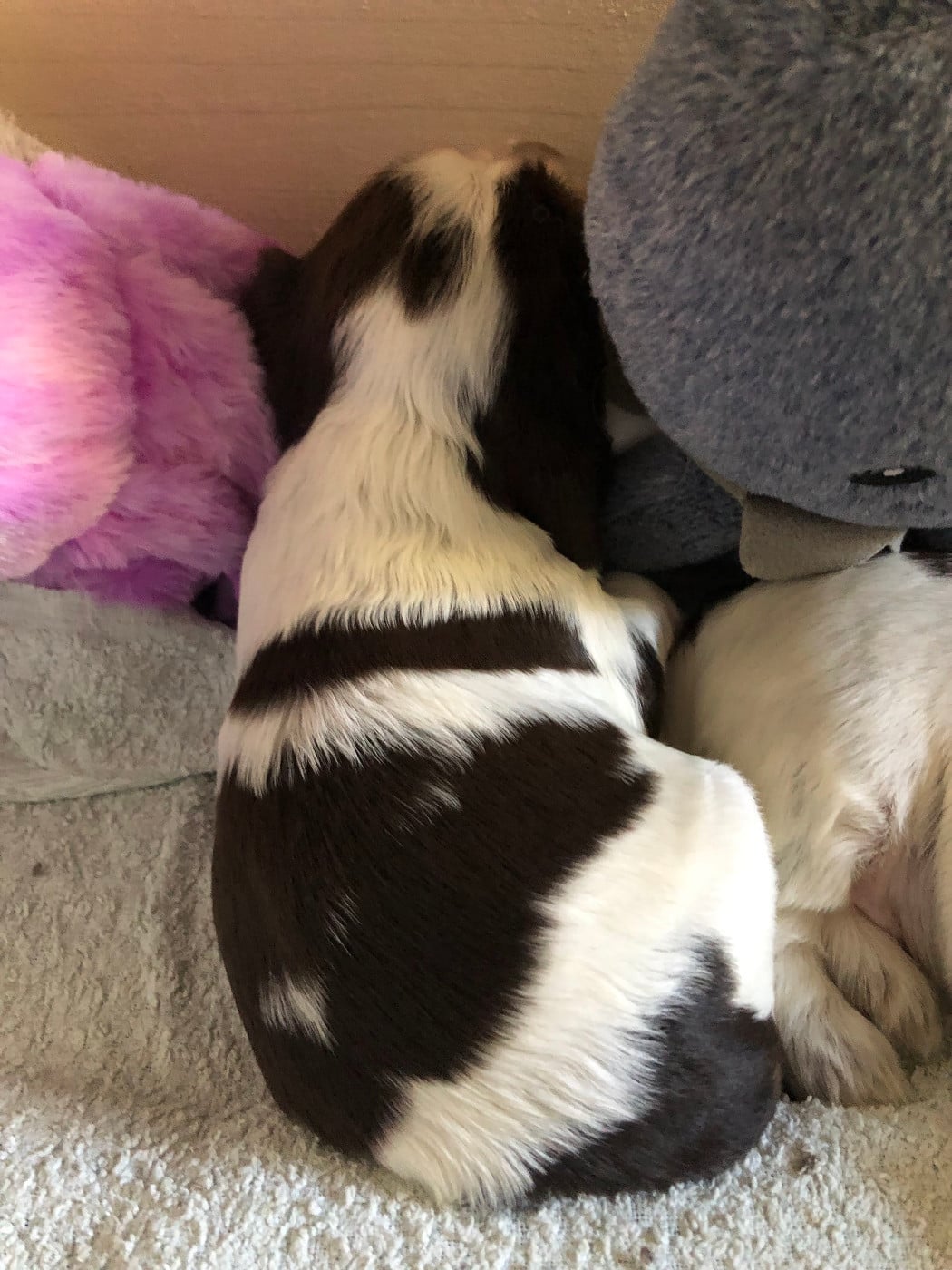 Daisy (Blushing Daisy)