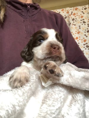 Les chiots de Cocker Spaniel Anglais