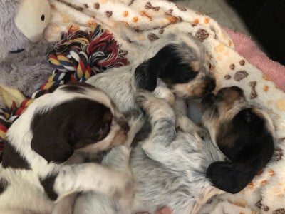 Les chiots de Cocker Spaniel Anglais