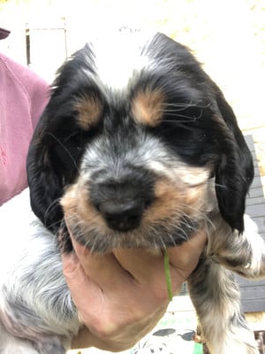 Buddy - Cocker Spaniel Anglais