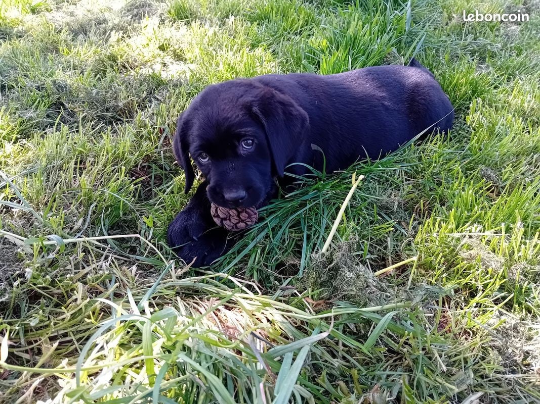 Labrador Retriever - Du Domaine L'etang d'Arringes