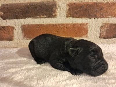 Les chiots de Labrador Retriever