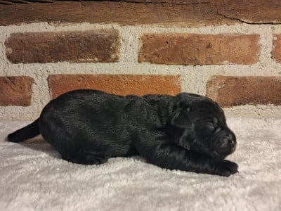 Les chiots de Labrador Retriever