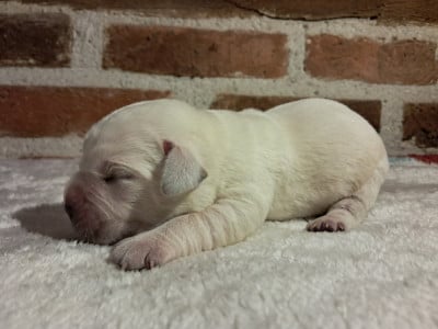 Les chiots de Labrador Retriever