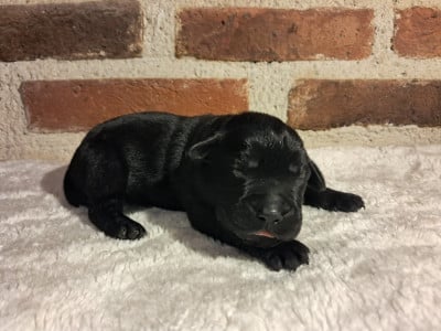 Les chiots de Labrador Retriever