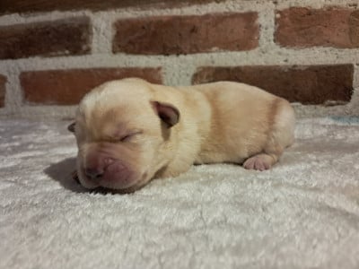 Les chiots de Labrador Retriever