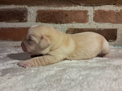 Les chiots de Labrador Retriever