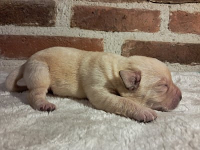Les chiots de Labrador Retriever