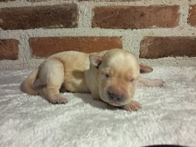 Les chiots de Labrador Retriever