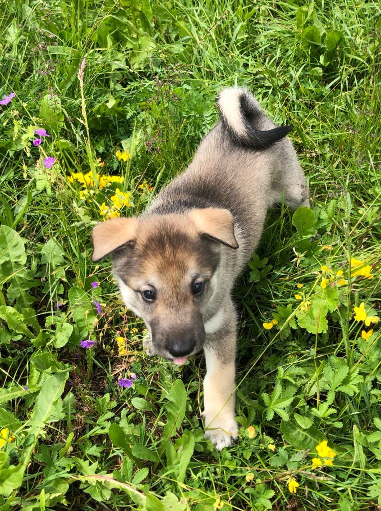 Chiot Laïka de Siberie occidentale