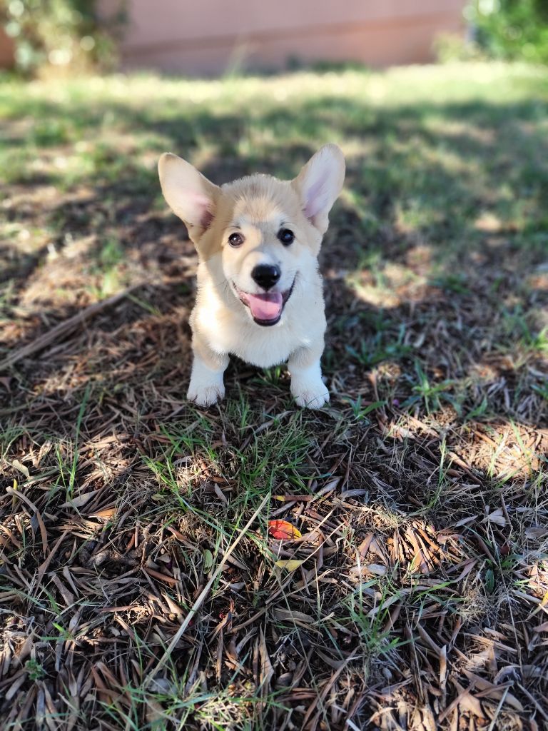 Alto du royaume des anges de Lylu