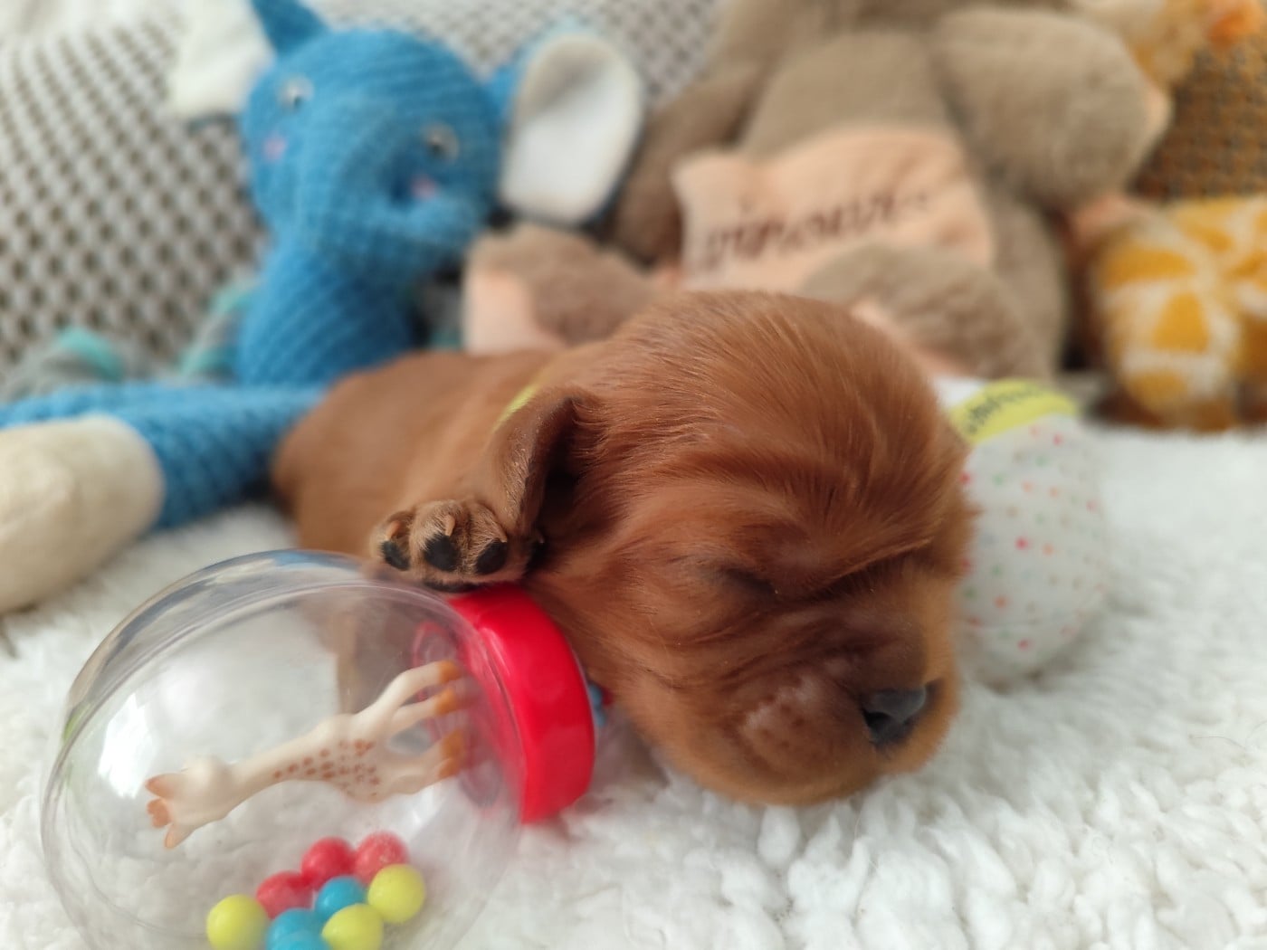Chiot collier vert