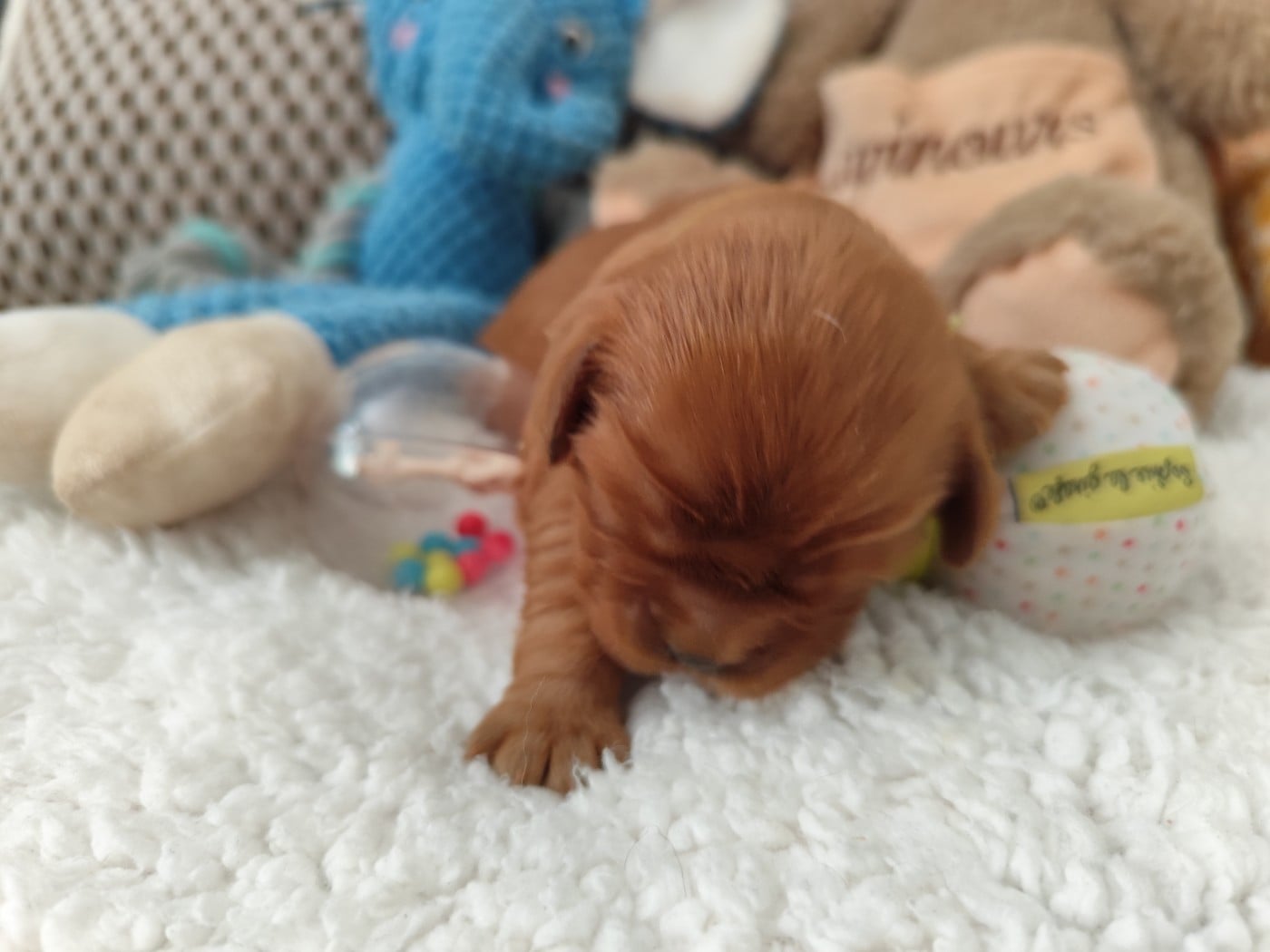 Chiot collier vert