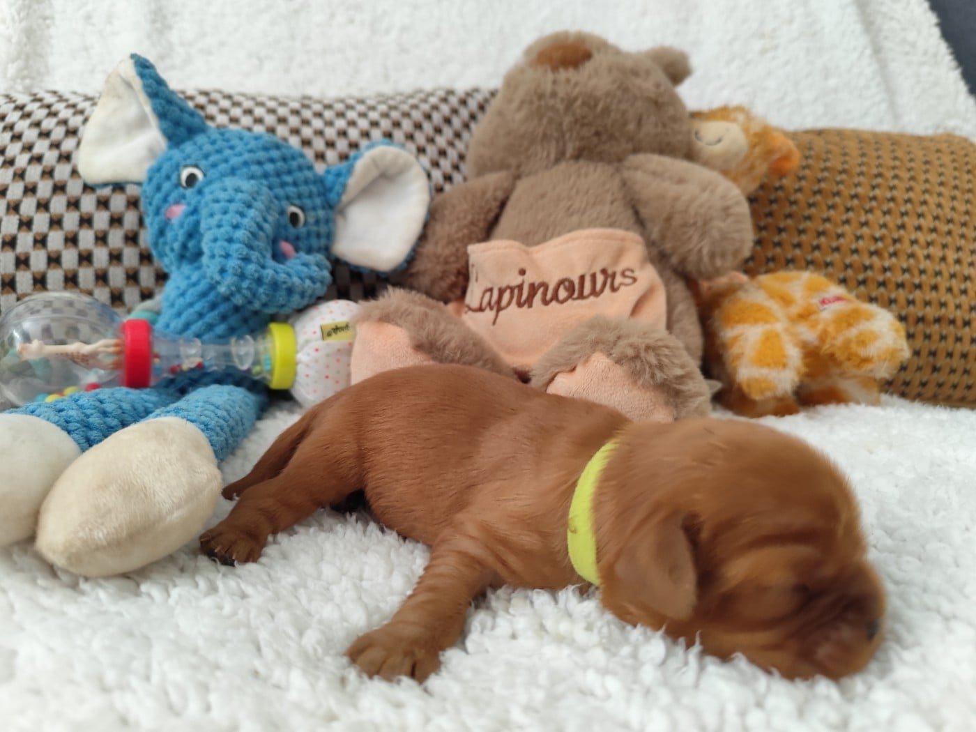 Chiot collier vert