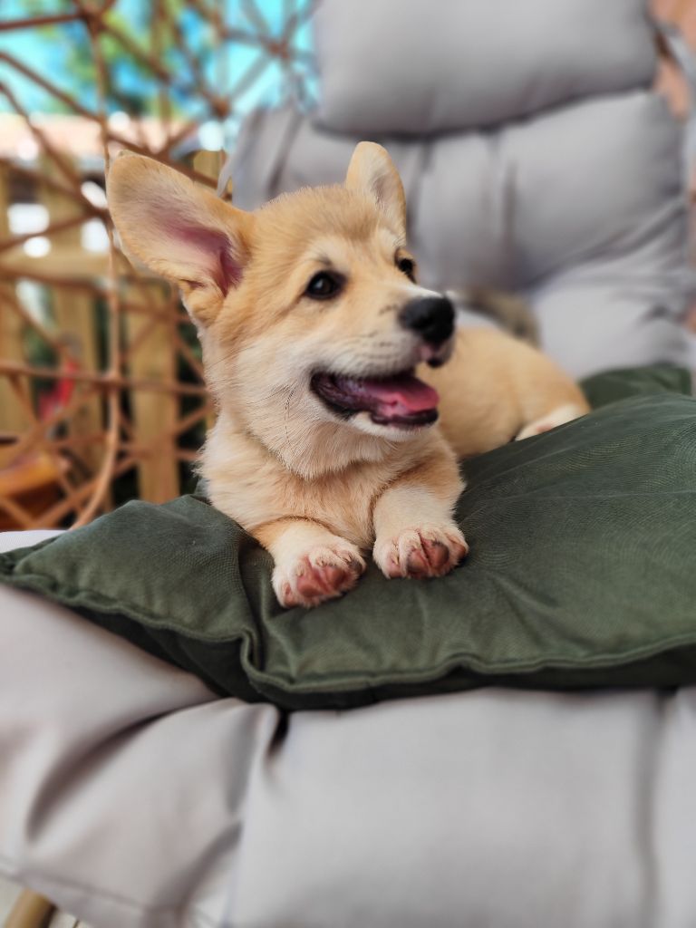 Alto du royaume des anges de Lylu