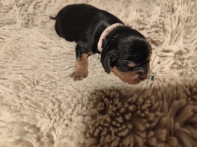 Les chiots de Cavalier King Charles Spaniel