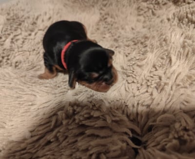 Les chiots de Cavalier King Charles Spaniel