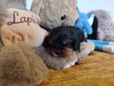 Les chiots de Cavalier King Charles Spaniel