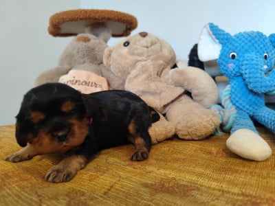 Les chiots de Cavalier King Charles Spaniel
