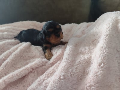 Les chiots de Cavalier King Charles Spaniel