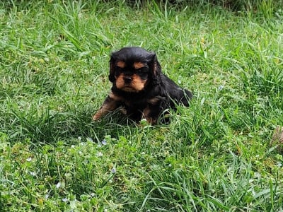 Les chiots de Cavalier King Charles Spaniel