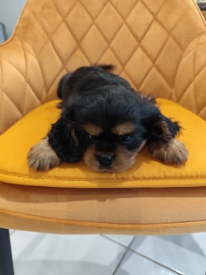 Les chiots de Cavalier King Charles Spaniel