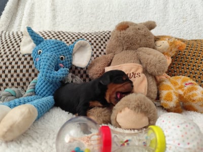 Les chiots de Cavalier King Charles Spaniel
