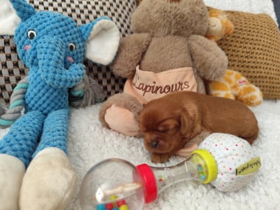 Les chiots de Cavalier King Charles Spaniel