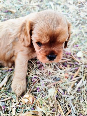 Les chiots de Cavalier King Charles Spaniel