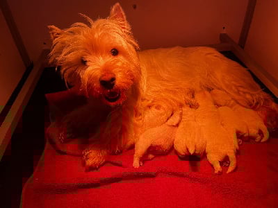 Étalon West Highland White Terrier - Urley Du domaine de forest hill