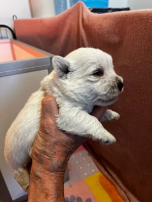 Les chiots de West Highland White Terrier