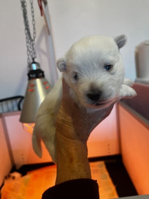 Les chiots de West Highland White Terrier