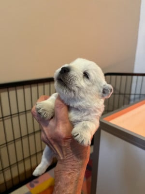 Les chiots de West Highland White Terrier