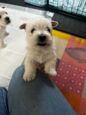 Les chiots de West Highland White Terrier
