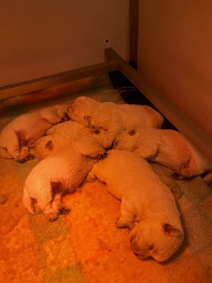 CHIOT 1 - West Highland White Terrier