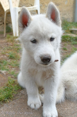 Les chiots de Siberian Husky