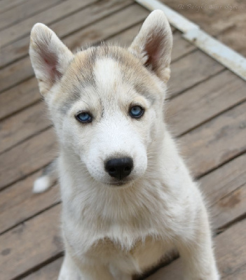 Les chiots de Siberian Husky