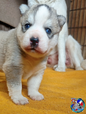 Les chiots de Siberian Husky