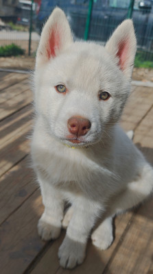 Les chiots de Siberian Husky