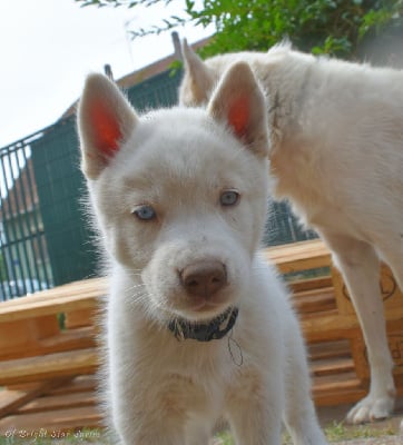 Les chiots de Siberian Husky