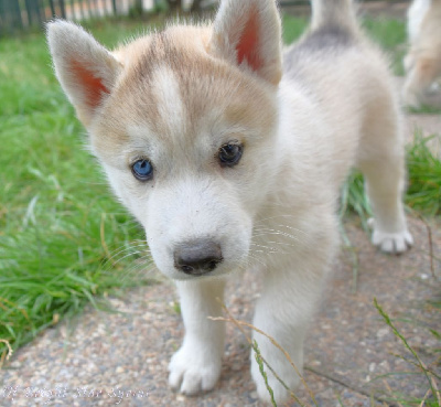 Les chiots de Siberian Husky