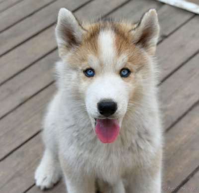 Les chiots de Siberian Husky