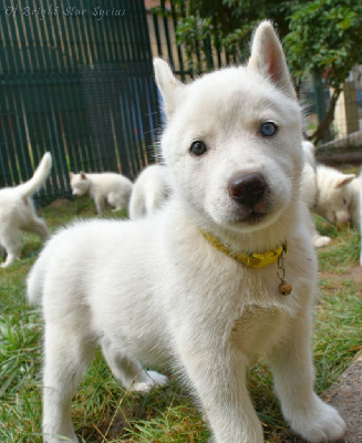 Les chiots de Siberian Husky