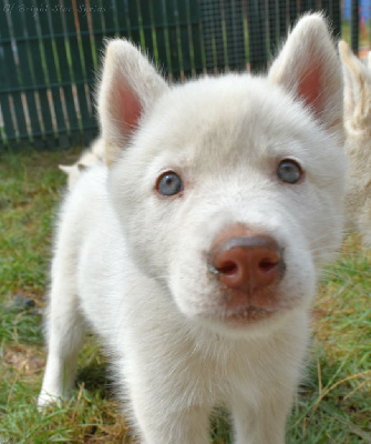 Les chiots de Siberian Husky