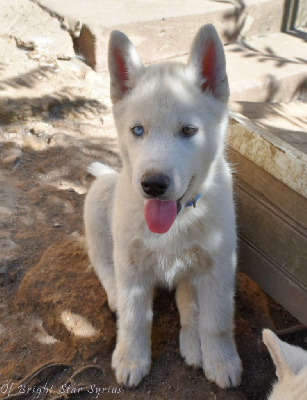 Les chiots de Siberian Husky