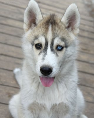 Les chiots de Siberian Husky