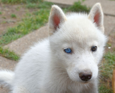 Les chiots de Siberian Husky