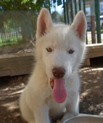 Les chiots de Siberian Husky