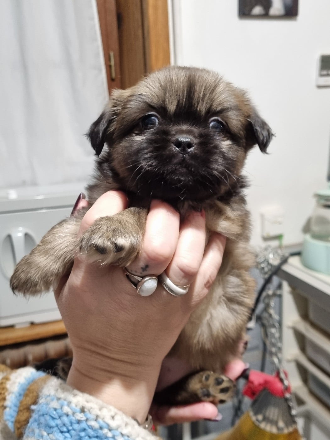 Epagneul tibetain - du Domaine Les Deux Hermines